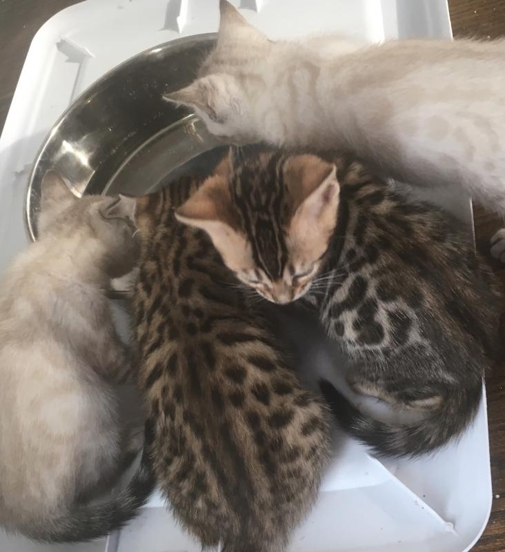 Snow and brown rosetted bengals Image eClassifieds4u