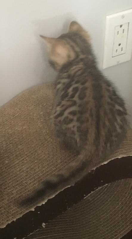 Snow and brown rosetted bengals Image eClassifieds4u