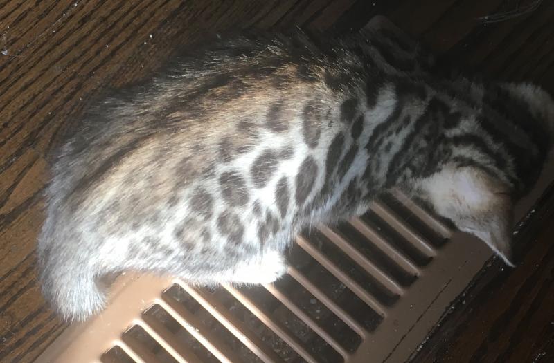 Snow and brown rosetted bengals Image eClassifieds4u