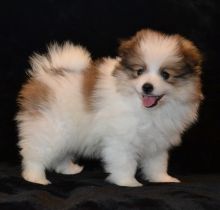 tiny teacup puppies available. Pomeranian and yorkie