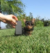 tiny teacup puppies available. Pomeranian and yorkie Image eClassifieds4u 2