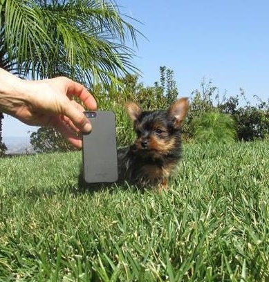 tiny teacup puppies available. Pomeranian and yorkie Image eClassifieds4u
