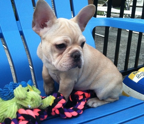 French Bulldog Puppies Serious Interest (678) 803-3814 Image eClassifieds4u