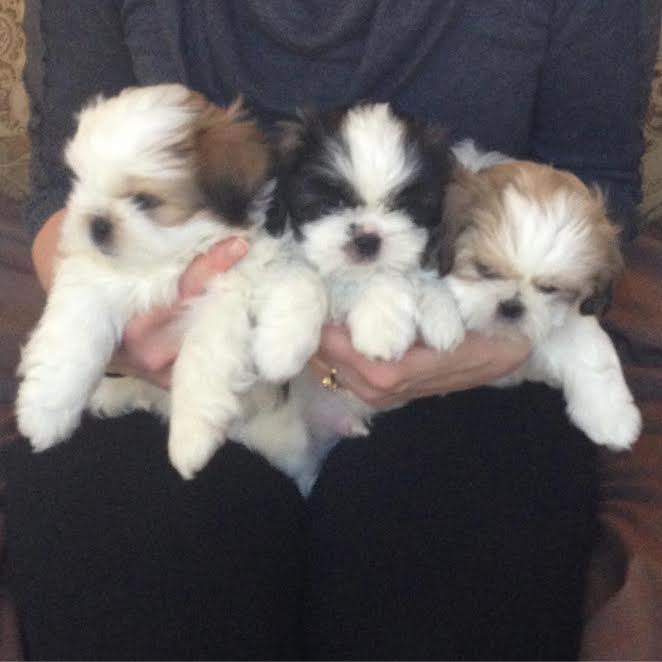 Shih Tzu puppies looking for new homes Image eClassifieds4u