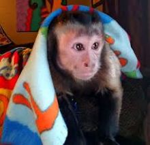 BABY CAPUCHINO MONKEYS FOR SALE, HOME TRAINED Image eClassifieds4U