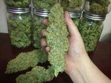 FRESH Purple Kush White Widow Sour Diesel Black Domina Bubba Hawaii-Skunk and many other