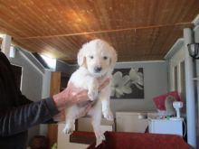 Kc Registered Golden Retriever Puppies