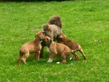 Outstanding Boxer Puppies