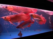 Top quality Grade AAA Arowana fishes from genuine breeders Image eClassifieds4U