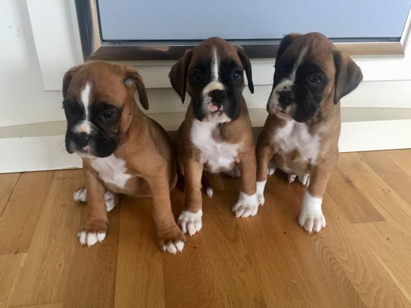 Outstanding Boxer Puppies Image eClassifieds4u