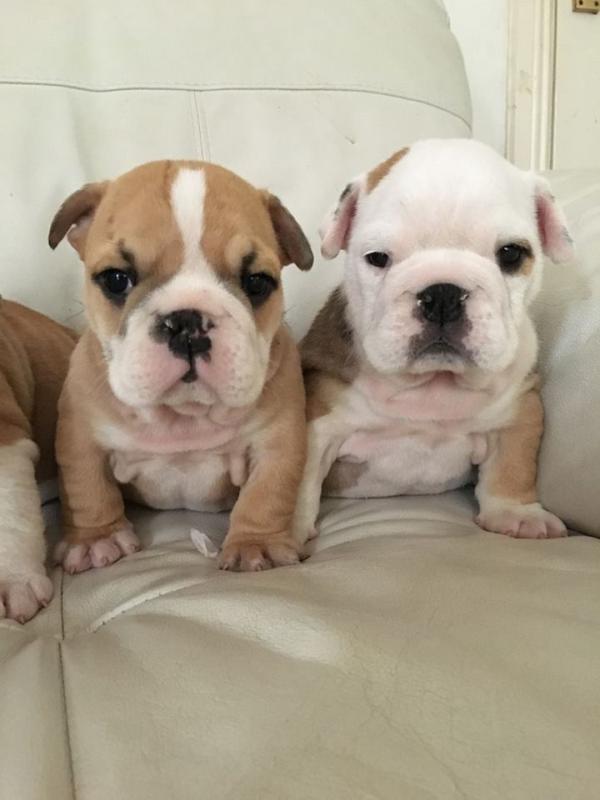 **English bull dog puppies for sale ** Image eClassifieds4u