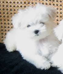 **maltese puppies for sale ** Image eClassifieds4u
