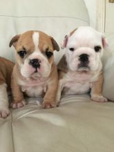 **English bull dog puppies for sale **