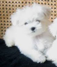 **maltese puppies for sale ** Image eClassifieds4U