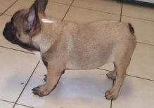 AKC French Bulldog Puppies for sale