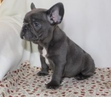 Cute male and female french bulldog puppies available
