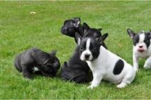 French bulldog puppies(803) 597-1502 wew