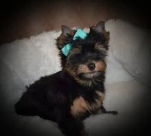 Rikki pretty sweet yorkie puppy...