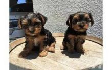 Tea Cup Yorkie Puppies female and Male??