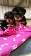 Teacup And Toy Yorkie Puppies