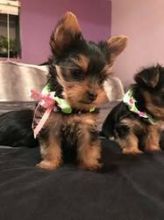 Yorkie Pups 11 weeks old male and female