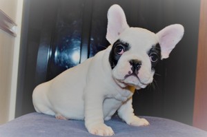 Beautiful french bulldog puppies, Image eClassifieds4u