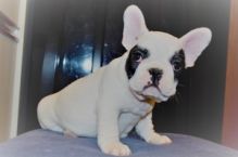 Beautiful french bulldog puppies, Image eClassifieds4U