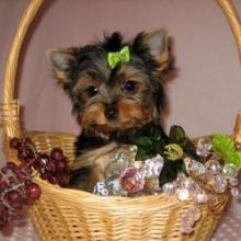 Cutest Yorkie Puppies Image eClassifieds4U