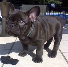 Gorgeous French Bulldog Puppies Image eClassifieds4U