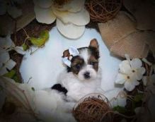 Princess is an adorable Yorkie. She Image eClassifieds4U
