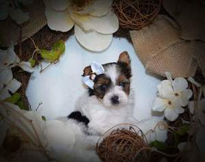 Princess is an adorable Yorkie. She Image eClassifieds4u