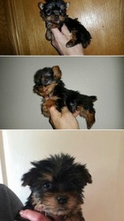 short legs - AKC reg, Yorkshire Terrier - Yorkie Image eClassifieds4u