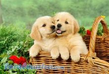 Well Trained Golden Retriever Puppies/amamdaver.onica@gmail.com Image eClassifieds4U