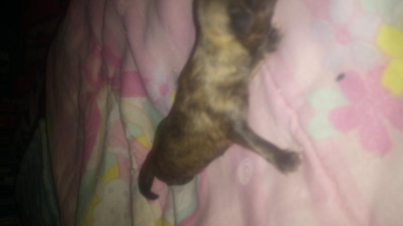 Chihuahua/ Shitzu Pups Image eClassifieds4u