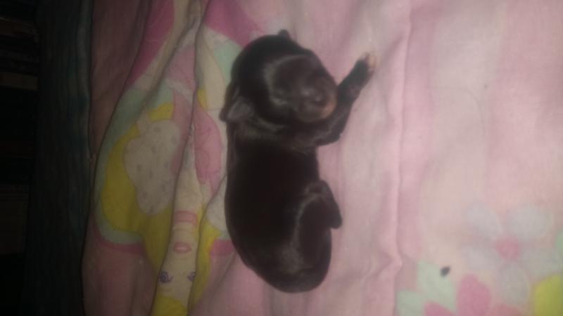 Chihuahua/ Shitzu Pups Image eClassifieds4u