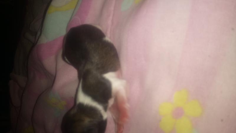 Chihuahua/ Shitzu Pups Image eClassifieds4u