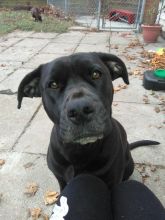 Cane Corso and English Bulldog Puppies