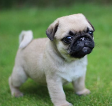 Pug Pup