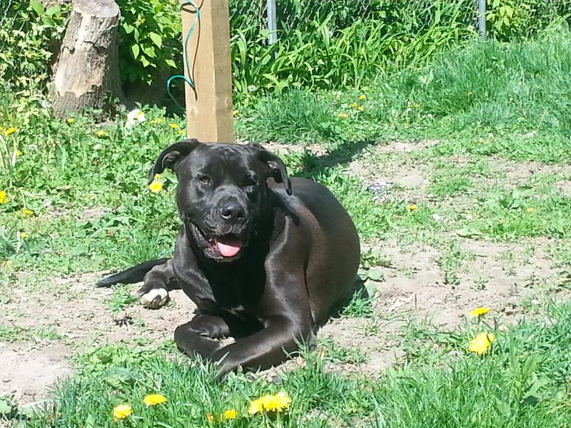 Cane Corso and English Bulldog Puppies Image eClassifieds4u