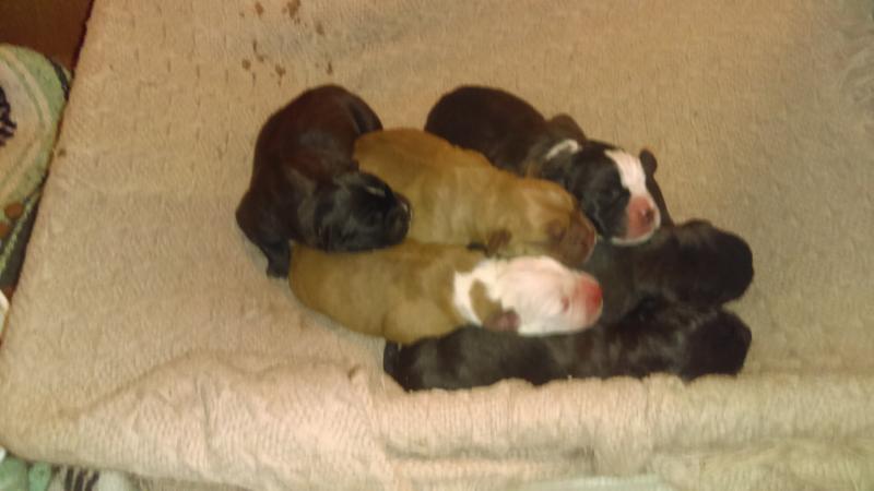 Cane Corso and English Bulldog Puppies Image eClassifieds4u