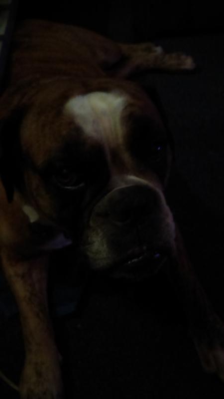 Cane Corso and English Bulldog Puppies Image eClassifieds4u