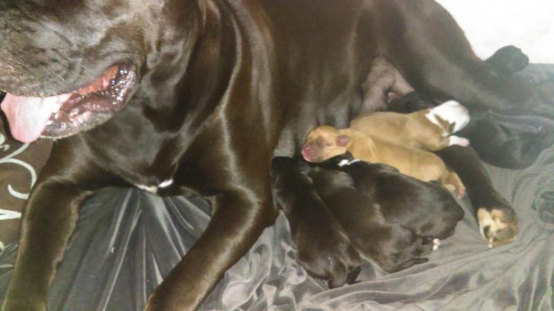 Cane Corso and English Bulldog Puppies Image eClassifieds4u