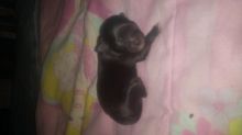 Chihuahua/ Shitzu Pups Image eClassifieds4u 3