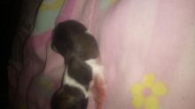 Chihuahua/ Shitzu Pups Image eClassifieds4u 1