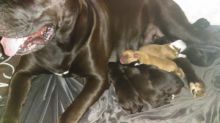 Cane Corso and English Bulldog Puppies Image eClassifieds4u 4