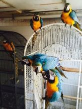 Blue and Gold Macaw eggs, Scarlet Macaw eggs, Greenwing Macaw eggs, Hyacinth Macaw eggs,