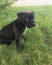 Pitbull/ Lab cross puppy Image eClassifieds4u 1