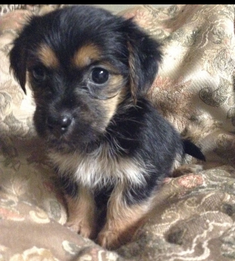 Carkie puppy for sale, comes with LOTS of supplies Image eClassifieds4u