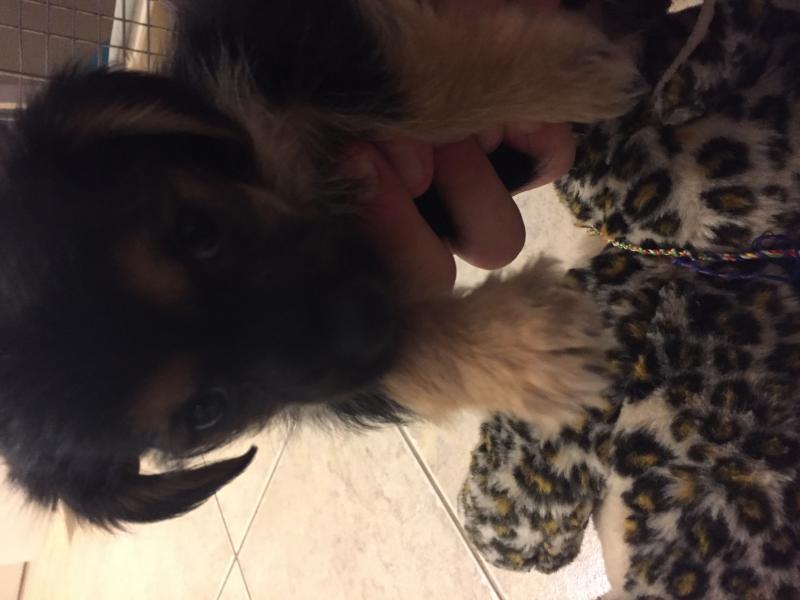 Carkie puppy for sale, comes with LOTS of supplies Image eClassifieds4u