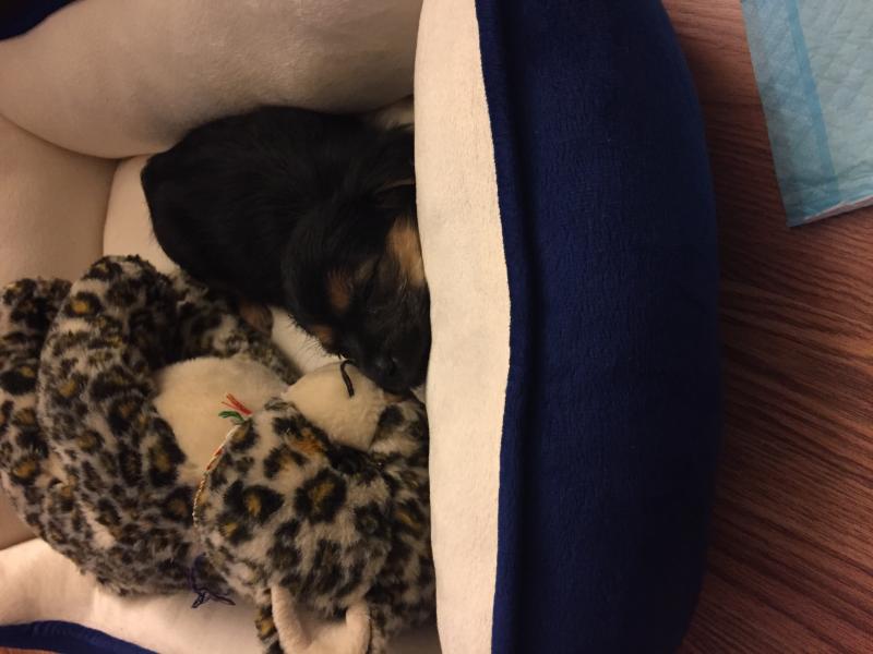 Carkie puppy for sale, comes with LOTS of supplies Image eClassifieds4u